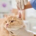 Premium Cat Care Essentials