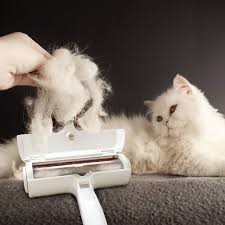 Premium Cat Grooming & Hair Care